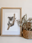 Kiara the Koala Print