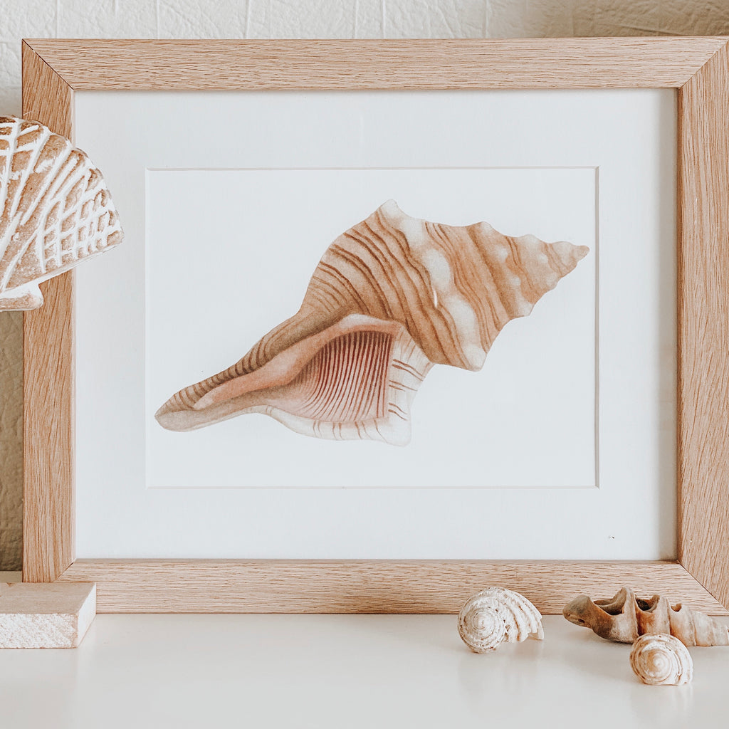 Horse Conch Shell Print